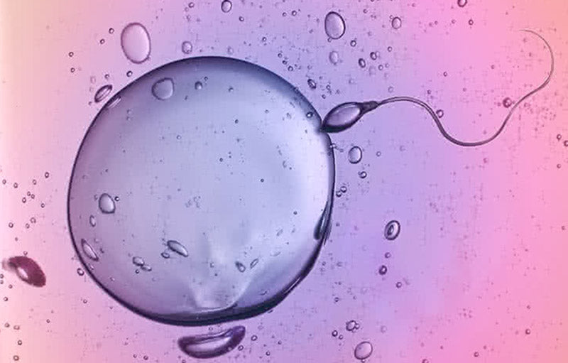 Sochida fohisha toping