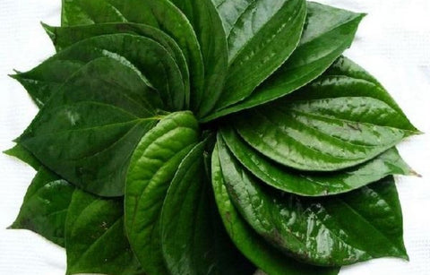 Gambar Khasiat Daun Sirih Untuk Kesehatan Miss V dan Mengatasi Keputihan