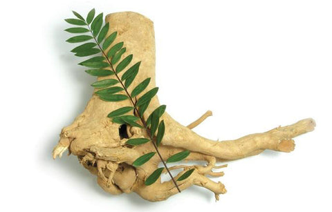 Gambar 10 Alasan Anda Harus Coba Tongkat Ali Untuk Vitalitas Pria!