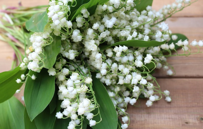 10 Manfaat Bunga Lily Bagi Kesehatan dan Kecantikan Kulit