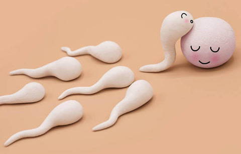 Gambar 10 Nutrisi yang Harus Dipenuhi untuk Sperma Kuat dan Sehat