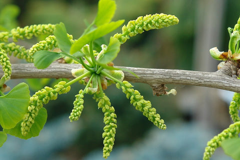 Gambar 3 Tanaman Herbal yang Berfungsi Sebagai Obat Kuat Pria Alami