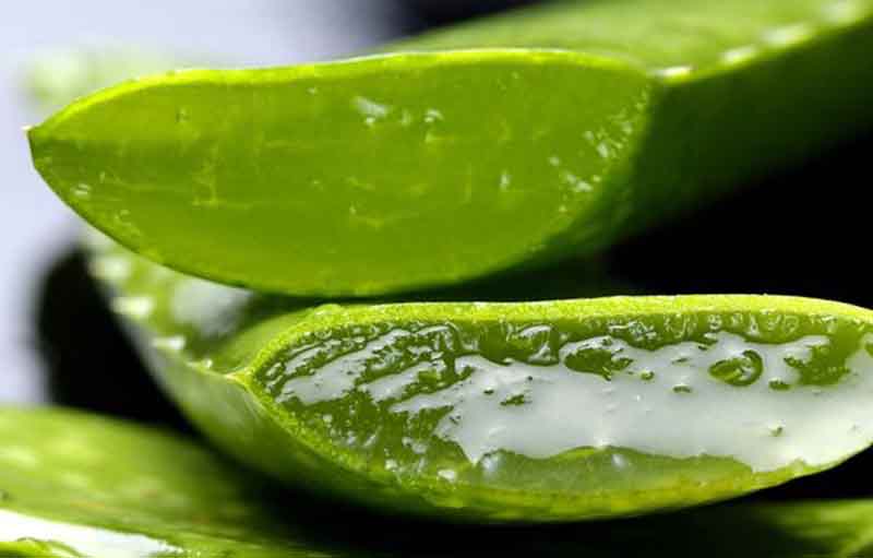 7 Manfaat Aloe Vera Gel untuk Kulit