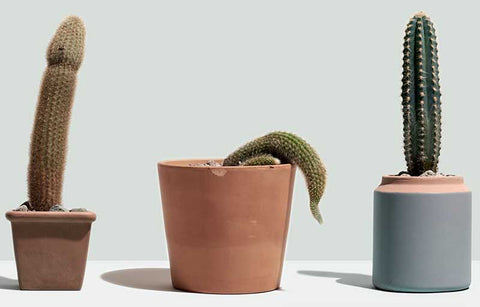 Gambar Bagaimana Sebetulnya Proses Mr P 