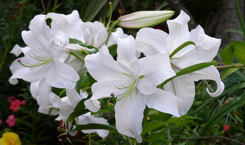 Fakta-Fakta Menarik Tentang Bunga Lily