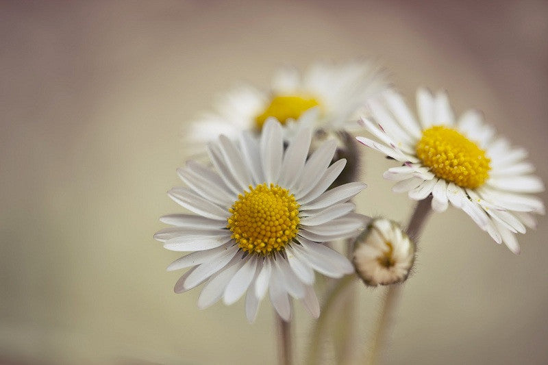 Fakta-fakta Unik Bunga Daisy