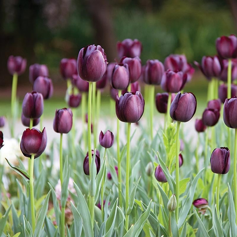Fakta Unik Tentang Bunga Tulip