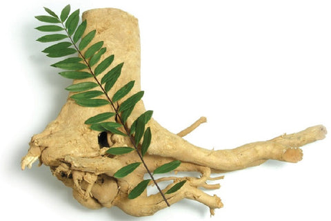 Gambar Khasiat Ajaib Pasak Bumi Untuk Mengatasi Disfungsi Ereksi