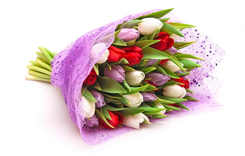 Makna Bunga Tulip Berdasarkan Warnanya