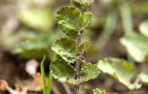 Gambar Manfaat Purwoceng Untuk Atasi Masalah Seksualitas Pria