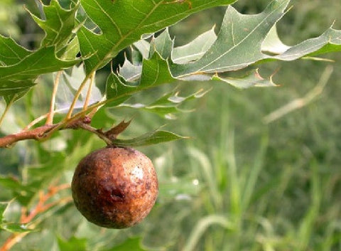 Gambar Majakani, Tanaman Ajaib untuk Merapatkan Vagina