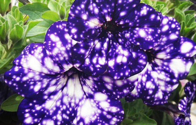 Melihat Indahnya Semesta dalam Galaxy Flower