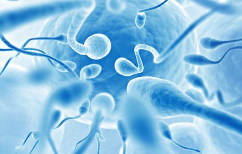 Gambar Usia Berapa Kesuburan Pria Mulai Menurun?