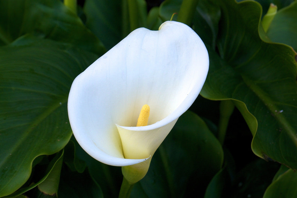 Arti Bunga Calla Lily
